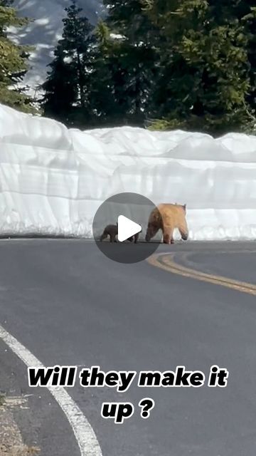 Dave on Instagram: "I wanted to help these little guys so bad !! Watching them was so awesome on my way up to Lassen …….“ whether you think you can or think you can’t you’re right”  #dontfeedthebears #bears🐻 #mamabear #cubs #animallovers #persistant #keepgoing #wildlife #wildlifelovers #blackbear" Funny Bear Pictures, Bear Growling, Bear Video, Dont Feed The Bears, Animal Funnies, Black Bear Cub, Funny Bears, Animal Antics, Bear Pictures