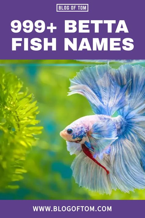 Blue Betta Fish Names, Beta Fish Name Ideas, Names For Fish Pet, Betta Fish Names Male, Fish Names Ideas Cute, Dumbo Ear Betta, Beta Fish Names, Baby Betta Fish, Betta Fish Names