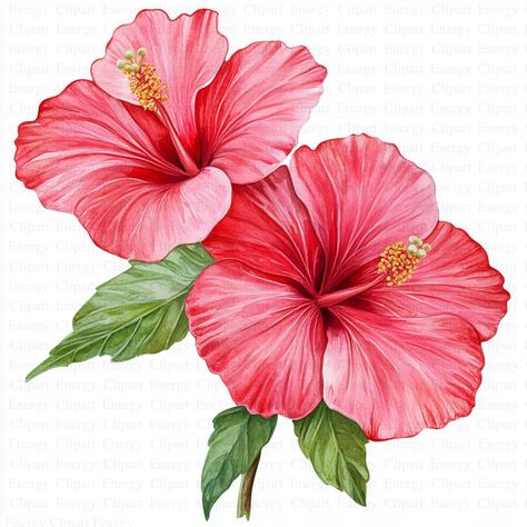 Hibiscus drawing