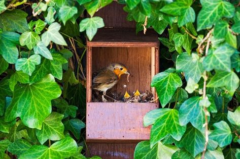 Robin Nest Box, Robins Nest, European Robin, Bird Houses Ideas Diy, British Garden, Nesting Box, Robin Bird, Wildlife Gardening, Better Homes And Garden