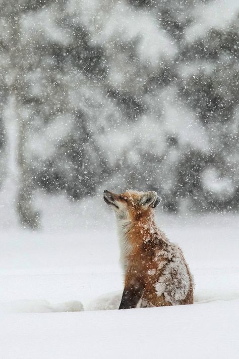 Sandy Sisti Winter Animals, Winter Magic, Red Fox, Wild Hearts, Wild Horses, Nature Animals, Winter Scenes, 귀여운 동물, Wildlife Photography