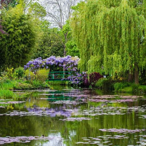 Garden Astethic, Giverny Monet, Monet Garden Giverny, Most Beautiful Gardens, Weeping Willow, Ornamental Trees, Climbing Roses, Foto Art, Willow Tree