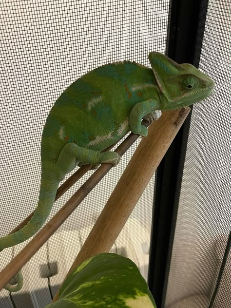 Pet Reptiles Aesthetic, Camilian Lizard, Chameleon Aesthetic, Veiled Chameleon, Reptile Care, Cute Lizard, Dream Pet, Cute Reptiles, Chameleons