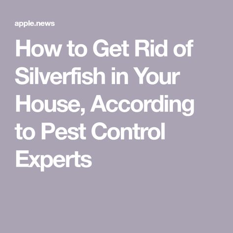 How to Get Rid of Silverfish in Your House, According to Pest Control Experts How To Get Rid Of Silverfish Home, How To Get Rid Of Silverfish, Get Rid Of Silverfish, House Maintenance, Food Source, Home Maintenance, Pest Control, Essential Oils