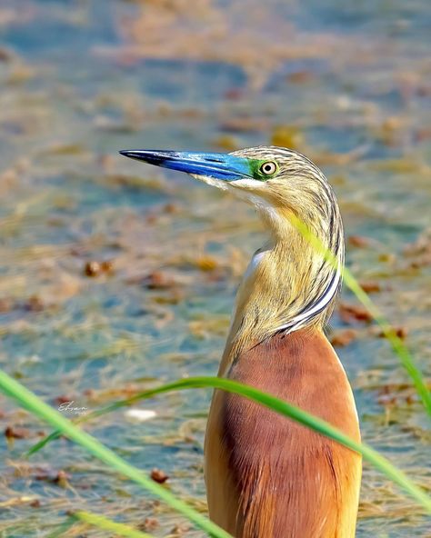 Squacco Heron, Cinnamon Brown, Animals Beautiful, Cinnamon, Overalls, Birds, Animals, On Instagram, Instagram