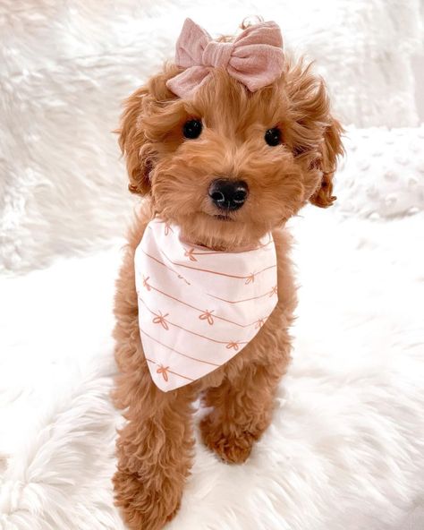 Preppy Puppies, Dogs Bandanas, Cute Fluffy Puppies, Dream Puppy, Dogs Images, Puppy Fever, Preppy Dog, Themed 1st Birthday, Mini Goldendoodle Puppies