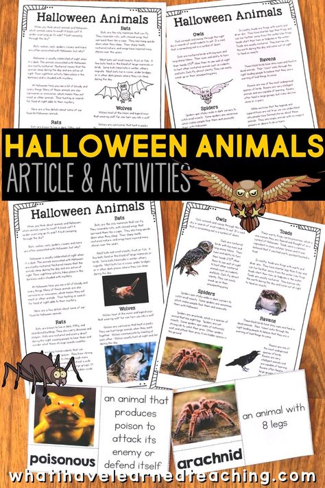 Halloween Animals nonfiction article and comprehension activities that help elementary students learn all about Halloween Animals. This resource has an informational article in two formats, fact sorting activity, cloze read, and more comprehension resources for the month of October. It makes a great non-Halloween activity for students. #HalloweenAnimals #informationalreading October Elementary Activities, Halloween Lessons Elementary, Halloween Unit Study, Halloween Reading Activity, Halloween Homeschool, Halloween Reading Comprehension, Homeschool Adventures, Articles Activities, Halloween Classroom Activities