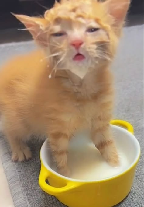 Cat Reaction, Cat Yawning, Silly Kitty, Funny Looking Cats, Orange Kittens, Silly Kitties, Cats Pictures, Silly Cats Pictures, Wet Cat