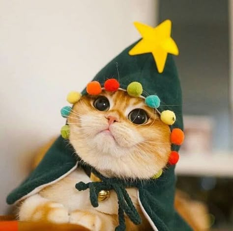 A Cat, Christmas