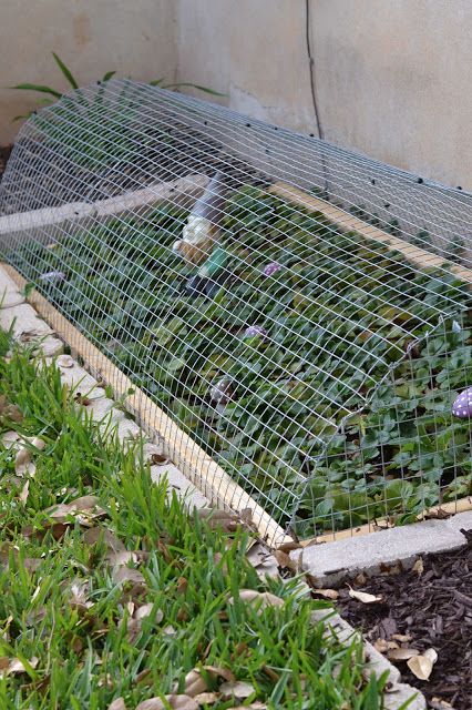 Strawberry cage (complete with gnome!)  This is what I should have done last time with my strawberries.  The birds enjoyed then much more than I did! Strawberry Beds, Berry Garden, Vegetable Garden Raised Beds, Strawberry Garden, Edible Landscaping, Strawberry Plants, Veg Garden, Vegetable Garden Design, Fruit Garden