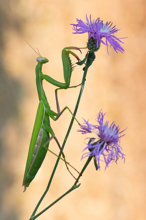 Mantis Tattoo, Macro Fotografie, Aesthetic Animals, Animals Tattoo, Photo Macro, Cool Insects, Insect Photography, Cool Bugs, Bug Art