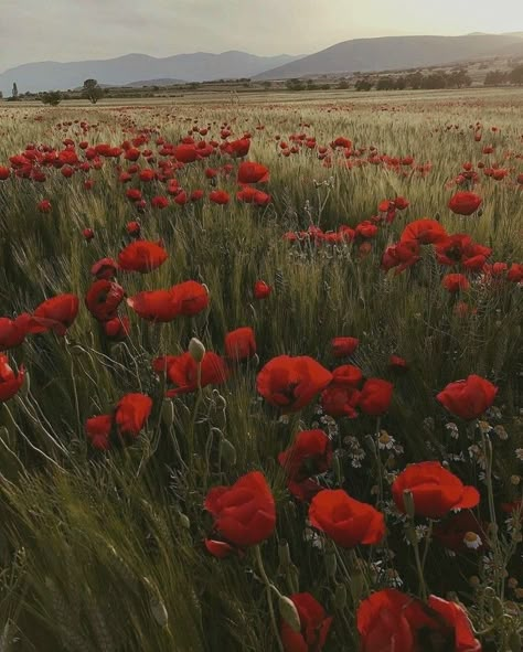 Poppies Aesthetic, Poppy Aesthetic, The Bone Season, Poppy Flower Field, These Broken Stars, Field Of Poppies, Season Aesthetic, Pretty Landscapes, Flower Art Images