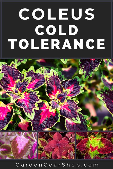 Coleus Seeds, Coleus Plants, Garden For Beginners, Gardening Gear, How To Garden, Garden Guide, Growing Fruit, Late Fall, Gardening For Beginners