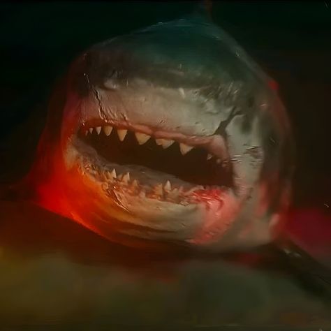 Meg Movie, Jaws Poster, Meg 2, King Kong Vs Godzilla, Shark Photos, Jaws Movie, Big Shark, Megalodon Shark, Picture Poster