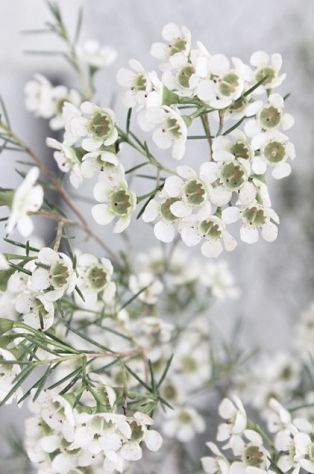 Waxed Flowers, March Wedding Flowers, White Wax Flower, Moonlight Garden, Green Wedding Inspiration, Wax Flower, Flowers Real, Flower Colors, Ink Inspiration