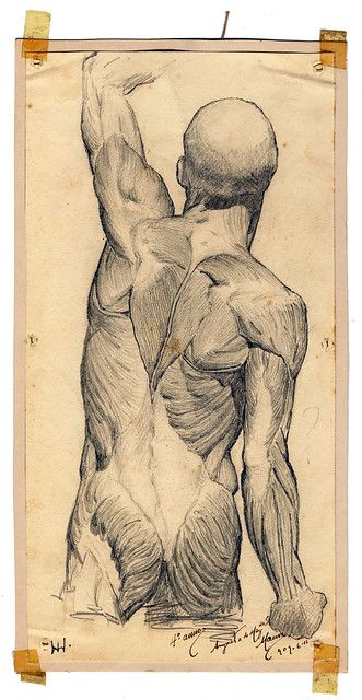 Body - Back View [FMUL_5 / MM-DA-130 - 15 x 29 cm] | Flickr Anatomical Drawings, Anatomy Images, Anatomy Sculpture, Human Anatomy Drawing, Human Anatomy Art, Anatomy Sketches, Anatomy For Artists, Have Inspiration, Body Anatomy