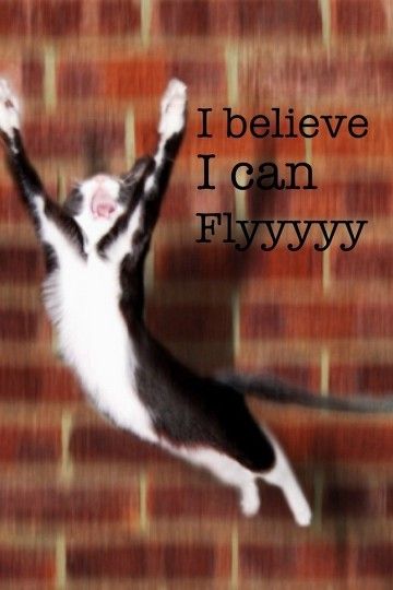 I Believe I Can Fly, Flying Cat, Awkward Photos, Super Cat, Funny Animal Memes, Animal Jokes, Cute Animal Pictures, Animal Memes, Cute Quotes