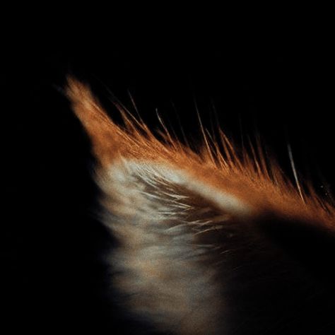 Fox Tail Aesthetic, Dark Kitsune Aesthetic, Fox Dark Aesthetic, Dark Fox Aesthetic, Fire Fox Aesthetic, Animal Shapeshifter Aesthetic, Werefox Aesthetic, Kitsune Aesthetic Male, Wildfire Druid Aesthetic