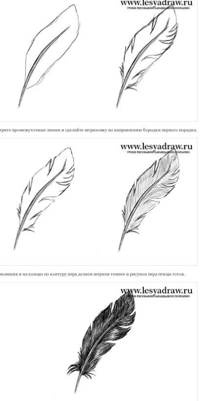 Feather Sketch Pencil, Feather Drawing Reference, How To Draw Feathers Step By Step, How To Draw A Feather, How To Draw Feathers, Feather Line Art, Feather Drawings, Feathers Drawing, Drawing Feathers