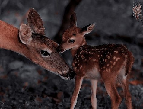 Deer Wallpaper, Deer Family, Lily Evans, Pretty Animals, Baby Deer, Pics Art, Beautiful Creatures, Animal Kingdom, Animal Photography