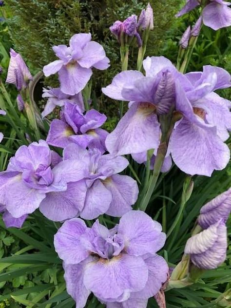 Iris ensata 'Nishiki' at Old Goat Farm;vF 6-10-19 Iris Ensata, Dutch Iris Bulbs, Goat Farm, Goat Farming, Goats, 10 Things, Plants