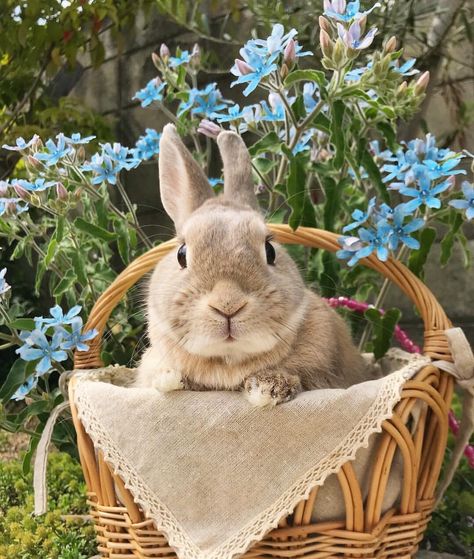 Cutest Bunny Ever, Cute Bunny Pictures, Bunny Pictures, Pet Bunny, Pretty Animals, Pet Rabbit, Funny Bunnies, Cute Wild Animals