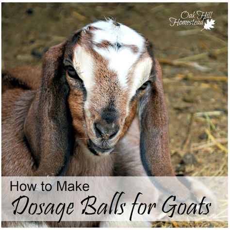 Oak Hill Homestead: How to Make Dosage Balls for Goats