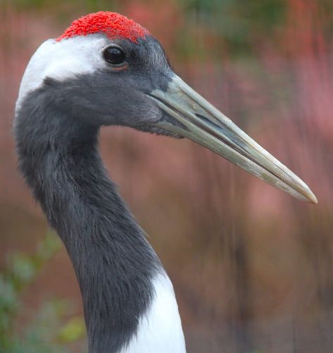 Japanese Crane Photography, Red Crowned Crane, Red Crown Crane, Crane Sculpture, Crane Drawing, Chinoiserie Furniture, Japanese Crane, Red Crown, Crane Bird