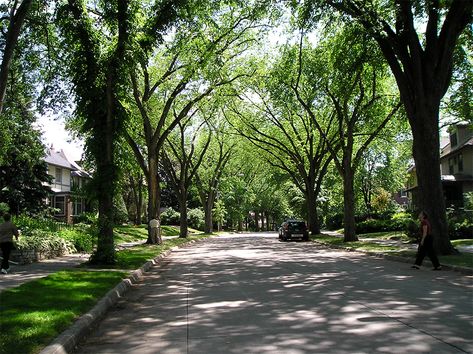 Urban Forestry, Green Jobs, Forest Ecosystem, Us Forest Service, Urban Tree, Wildland Fire, Urban Forest, Fire Equipment, Effective Leadership