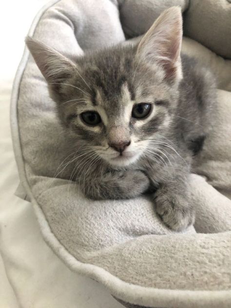 Cute Grey Cat, Grey Tabby Kittens, Grey Tabby, Grey Kitten, Tabby Kitten, Grey Cat, Pets 3, Kittens And Puppies