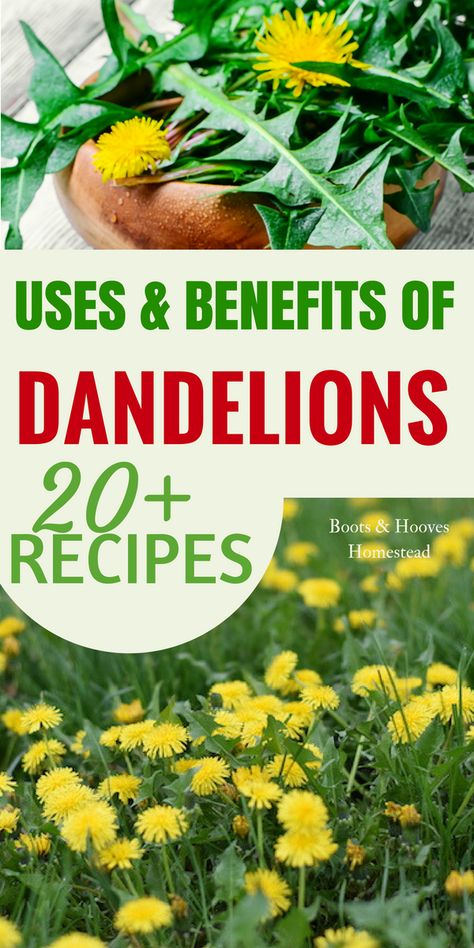 DANDELION USES & BENEFITS. Check out this simple guide to the benefits & amazing dandelion uses. Plus, over 20 recipes! Health Benefits Of Dandelions, Dandelion Recipes Benefits Of, Dandelion Oil Benefits, Dandelion Remedies, Dandelion Uses, Plants Benefits, Benefits Of Dandelion, Plant Recipes, Natural Medicines