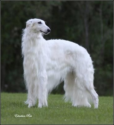 Canadian Boyzoi - MBISS Can. Ch. Bon Jour Stepowy Goniec. Borzoi Dog: Owner Linda Falkener and co-owner Merla Thomson of Canada. (originally from...Stepowy Goniec Kennel, Poland breeder: Kazimierz Rychlik). White Borzoi, Borzoi Brown, Cursed Borzoi Images, Borzois Funny, Borzoi Dog Laying Down, Russian Wolfhound, Borzoi Dog, Portraits From Photos, Whippet