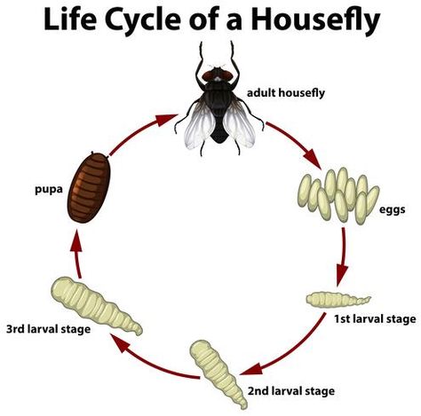 Life circle of a housefly Life Cycle Of Housefly, Bubble Wrap Art, Life Circle, Bug Print, Green Giant, Cycle Of Life, Circle Of Life, Life Cycle, Life Cycles