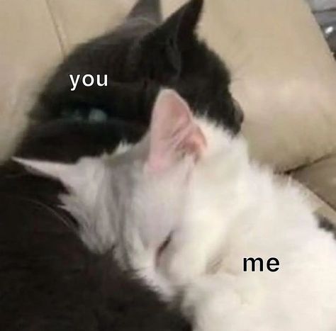 Cat Couple, Always Forever, I Love My Girlfriend, Cute Messages, Love My Boyfriend, White Cats, Lovey Dovey, Wholesome Memes, Cute Memes