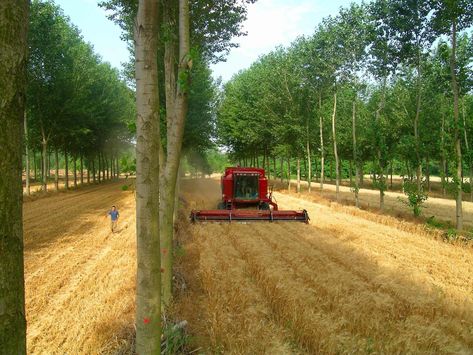 Garden Grid, Vegetable Farm, Regenerative Agriculture, Agricultural Sector, Farming Techniques, Farming System, Green Revolution, Crop Production, Farm Business