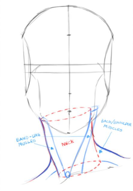 How to Draw Heads | Female Portraits - Drawing Up the Base How To Draw Comics, Draw Head, Head Anatomy, Face Proportions, Drawing Comics, Draw Comics, 얼굴 드로잉, 얼굴 그리기, Drawing Heads