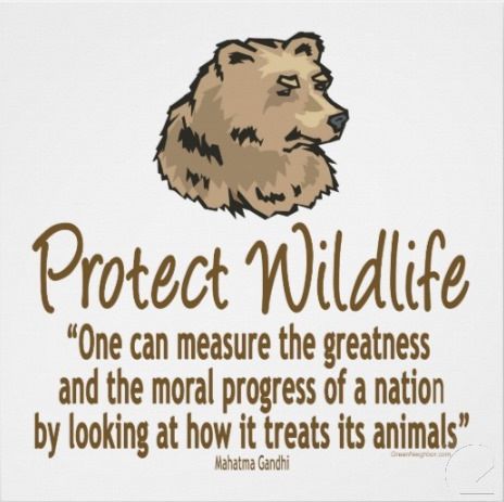 Save Wildlife Slogans, Conservation Of Wildlife, Animal Rights Quotes, Safety Quotes, Wildlife Day, Save Wildlife, Animal Magnetism, Animal Conservation, Help Animals