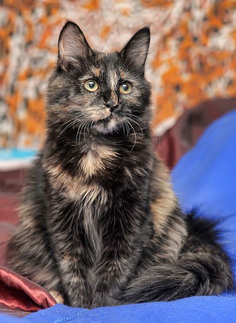 long haired tortoiseshell cat  Check our pawsome store if you love Cats! 👉www.kawaiikitty.co  Follow us for more [Pawsome|Purrsome|Furrsome|Pawtastic] cat content!  Check us also on instagram for daily Cat content: https://www.instagram.com/kawaiikitty.co/  Check our  [Pawsome|Purrsome|Furrsome|Pawtastic] products at: https://kawaiikitty.co Tortoiseshell Cat, Tortoise Cat, F2 Savannah Cat, Cat Spray, Tortoise Shell Cat, Cat Facts, Calico Cat, Cat Aesthetic, Sphynx