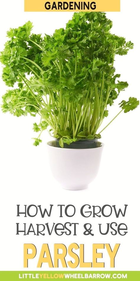 Bucket Vegetable Garden, Growing Parsley Indoors, Potted Vegetable Garden Ideas, Best Herb Garden, Potted Vegetable Garden, How To Grow Parsley, Herbs To Plant Together, How To Plant Vegetables, Grow Parsley