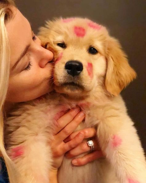 Dog | Pet | Dogs | Puppies on Instagram: “Kisses are the best❤ . . Follow me @sweetdogs1st . . . DM for shoutouts . . . @golden.retrievers.life_  #goldenretriever…” Puppy Kisses, Me And My Dog, Animals Dog, Labrador Retriever Puppies, Pet Dogs Puppies, Dog Projects, Smiling Dogs, Animal Pics, Retriever Puppy