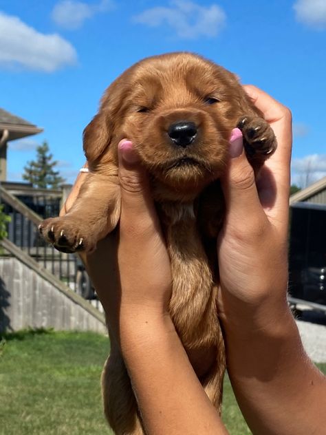 puppies Dark Red Golden Retriever Puppy, Red Fox Labrador Puppy, Red Lab Puppy, Red Fox Lab, Red Golden Retriever Puppy, Red Fox Labrador, Fox Red Labrador Puppy, Red Lab Puppies, Lab Pups