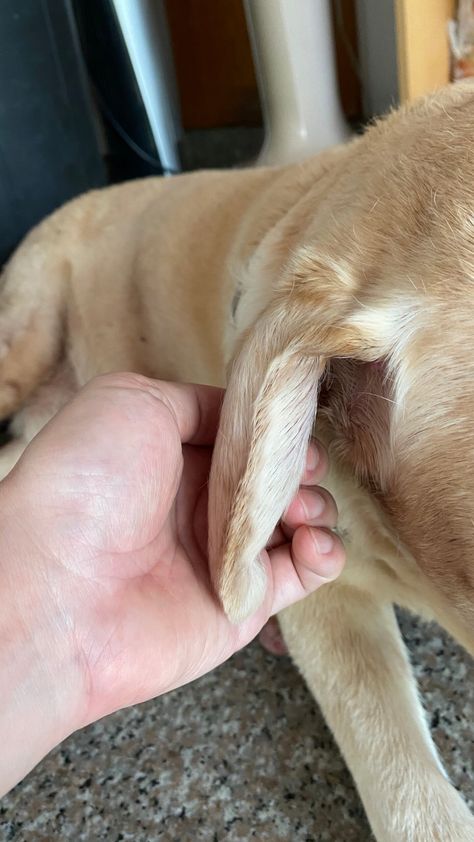 My dog’s ear is swollen like a balloon! Why and what should I do? Itchy Ears, Dogs Ears Infection, Dog Shaking, Dog Remedies, Ear Drops, Bacterial Infection, Ear Cleaning, Dog Ear, Veterinarian