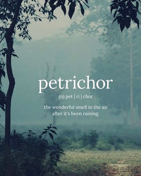 Petrichor - love this smell! . Its the smell of rain either as it falls or in anticipation of it falling. The source of this smell is from a combination of oils secreted by plants during dry weather (which signals to halt root growth and seed germination) and chemicals released by soil-dwelling bacteria. . #sweeneylandscspedesign #rain #petrichor #earth #summerrain #clay #soil #water #natural #nature #smellofrain #smell #geosmin #actinobacteria Valerie Core, Nature Lover Quotes, Rain Quotes, Smell Of Rain, Words Definitions, Unique Words Definitions, Uncommon Words, Weird Words, Unusual Words