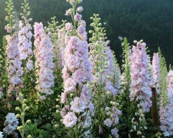 DELPHINIUM PINK BLUSH | Trade Me Pink Delphinium, Blush Pink Wedding Cake, Dried Petal Confetti, New Zealand Home, Blush Pink Wedding Flowers, Flower Petal Confetti, Blush Pink Wedding Dress, Delphinium Flowers, Petal Confetti