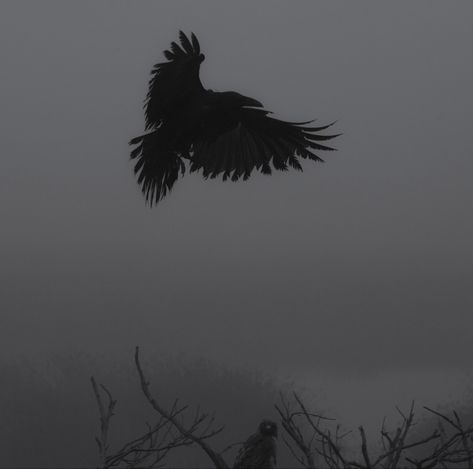 Hawk Aesthetic Dark, Raven Aesthetic Bird, Bird Aesthetic Dark, Antivan Crows Aesthetic, Harpy Aesthetic, Hawk Aesthetic, Eagle Aesthetic, Crow Core, Raven Aesthetic