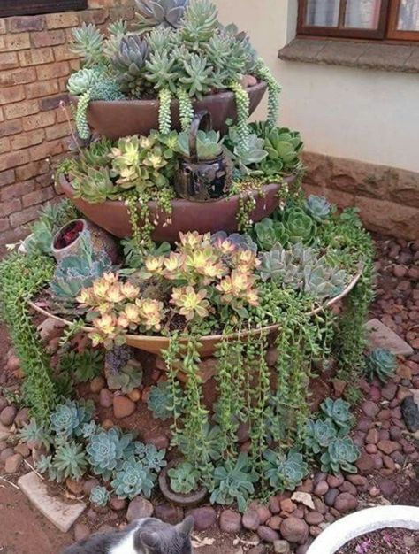 Succulent Rock Garden, Succulent Garden Landscape, Succulent Display, Succulent Landscape Design, Succulent Garden Design, Succulent Landscaping, Succulent Garden Diy, Bird Bath Garden, Rock Garden Landscaping