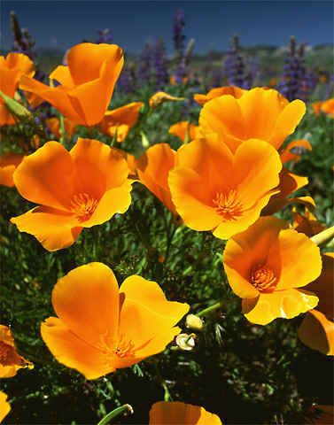 California Golden Poppy Tattoo, Ca Poppy, Poppy Pictures, California Poppy Companion Plants, California Poppy Flower, Californian Poppy, California State Flower, California Golden Poppy, Golden Poppy