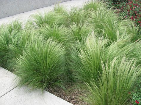 Short Ornamental Grasses, Grass Hedge, Ornamental Grass Landscape, Mexican Feather Grass, Pallet Planter, Grasses Landscaping, Grasses Garden, Garden Shrubs, Creative Gardening