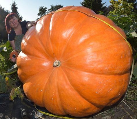 From special seeds to helpful fungi, creating a monster takes more than just sunlight and soil Pumpkin Seeds Benefits, Planting Pumpkins, Pumpkin Diy, Biggest Pumpkin, Large Pumpkins, Orange Skin, Giant Pumpkin, Vegetable Garden Raised Beds, Growing Pumpkins