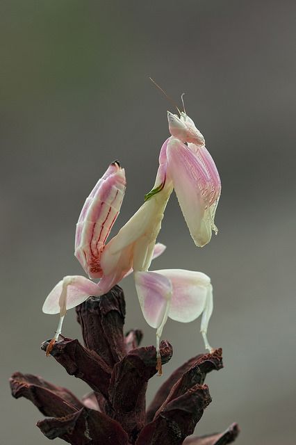 Orchid mantis Orchid Mantis, Nature Aesthetics, Cool Insects, Cool Bugs, Beautiful Bugs, Praying Mantis, Creepy Crawlies, Arthropods, Pretty Animals